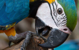 Birds communicate with body language like grinding their beaks