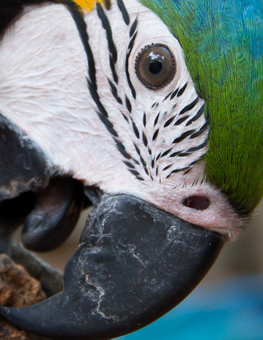 Your parrot may grind their beak to show that they're content