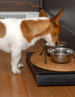 With two meals a day, a dog's average weight should be 25-50 lb