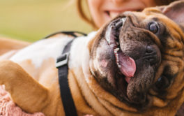 adopting a dog