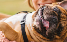 You and your adopted dog will smile when you bring them home