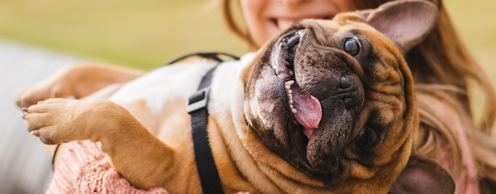 You and your adopted dog will smile when you bring them home