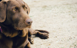 At the beach, a patient dog serves as the perfect companion