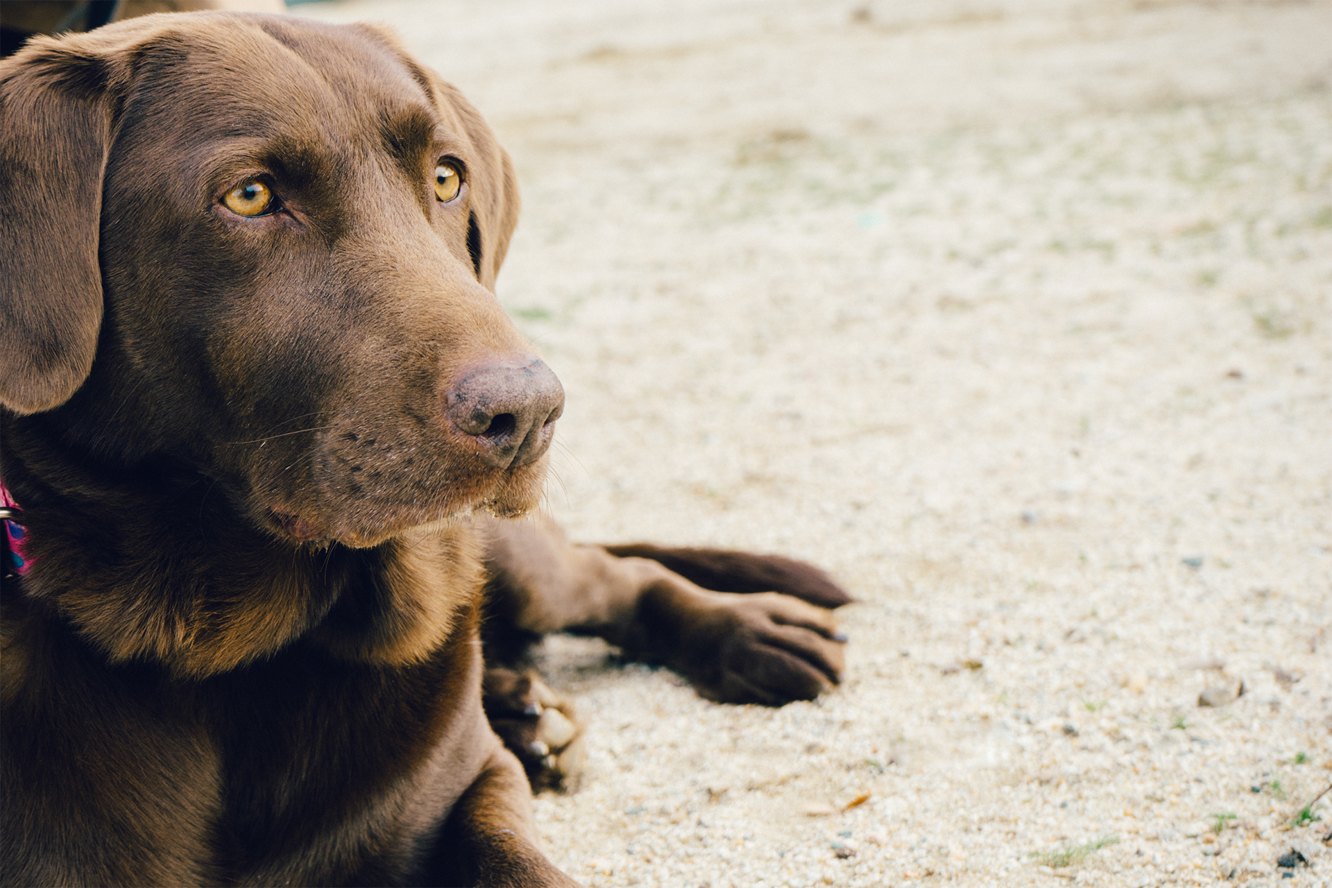 At the beach, a patient dog serves as the perfect companion