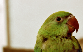 With bright green plummage, parakeets do in fact talk, if trained