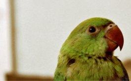 With bright green plummage, parakeets do in fact talk, if trained