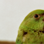 With bright green plummage, parakeets do in fact talk, if trained