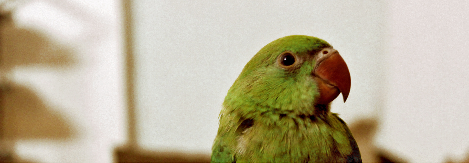 With bright green plummage, parakeets do in fact talk, if trained