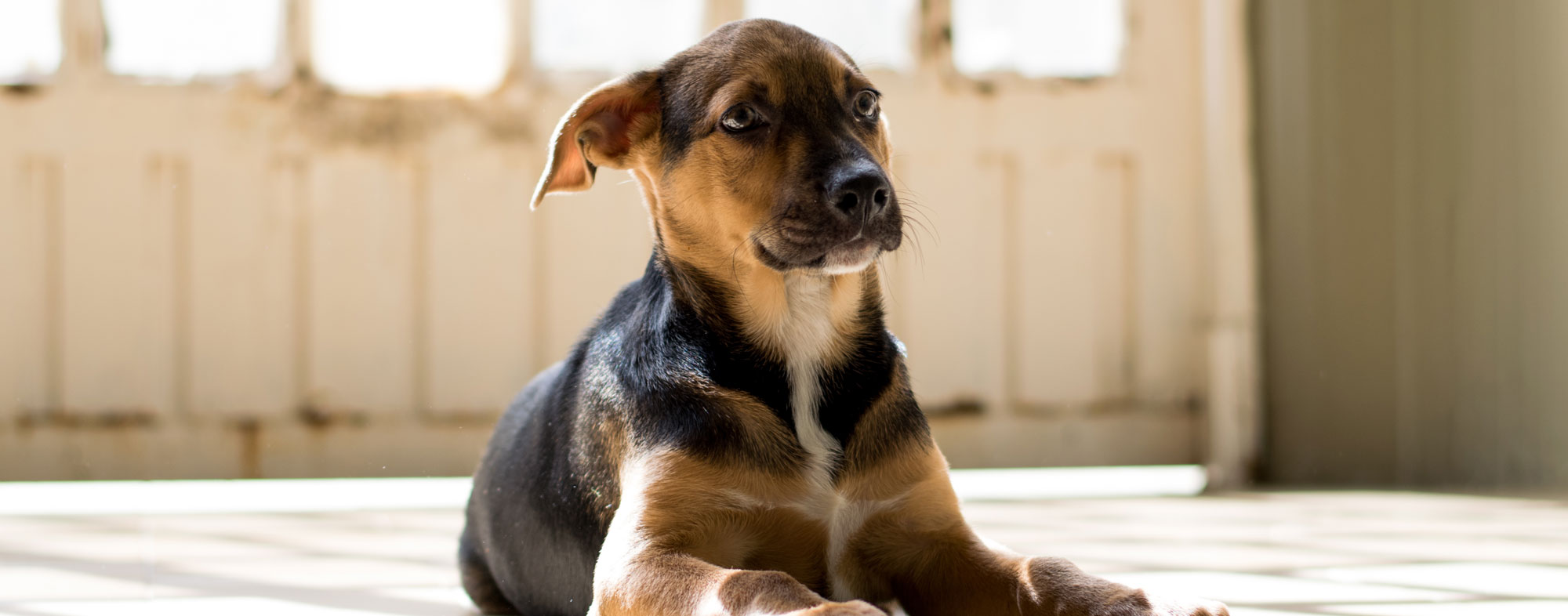 A puppy's age may seem easy to guess, but breeds can be deceiving