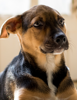 In the first two years of a puppy's life, they age rapidly, then slow