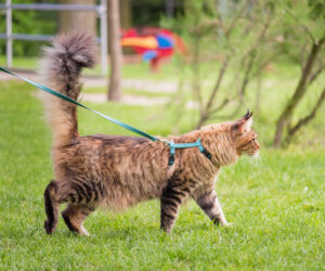 Black tabby Maine Coon cat with leash wandering in backyard. Young cute male cat wearing a harness go on lawn having lifted tail. Pets walking outdoor adventure on green grass in park.