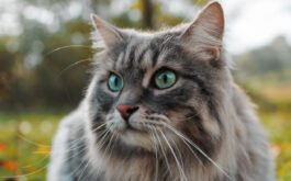 A long-haired cat sits outdoors.