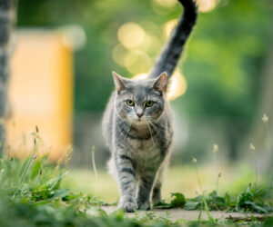 Gray cat walking outside on a summer day