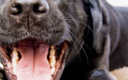 Always check your dog's teeth to prevent against dental disease