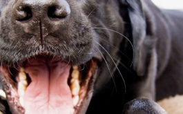 Always check your dog's teeth to prevent against dental disease