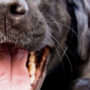Always check your dog's teeth to prevent against dental disease