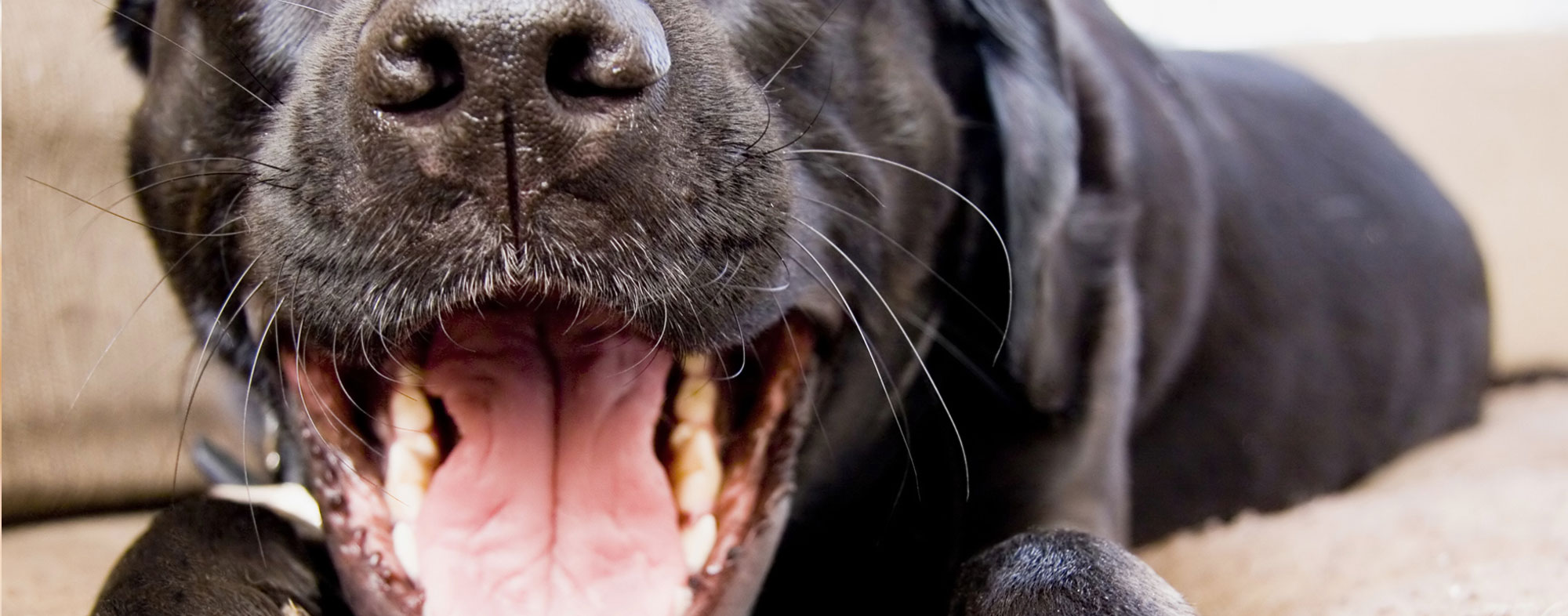 Always check your dog's teeth to prevent against dental disease