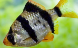 Introducing a new fish species to your tank, beware of aggression