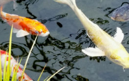 You can populate your backyard pond with different types of Koi fish