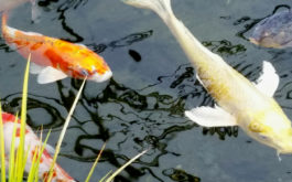 You can populate your backyard pond with different types of Koi fish
