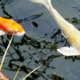 You can populate your backyard pond with different types of Koi fish