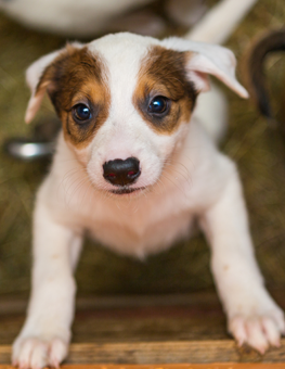 Whether a mixed or pure breed, any puppy will be happy to go home