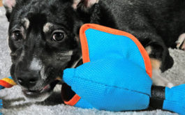 Gauge your dog's personality before buying a new toy for them