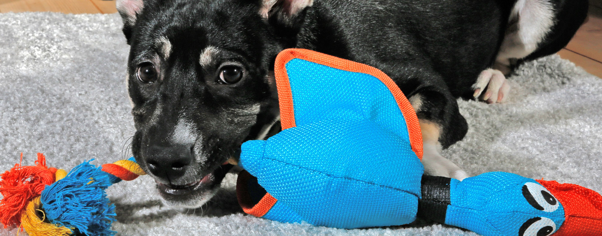Gauge your dog's personality before buying a new toy for them