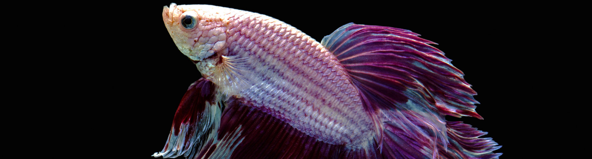 Caring for your Betta Fish Hartz