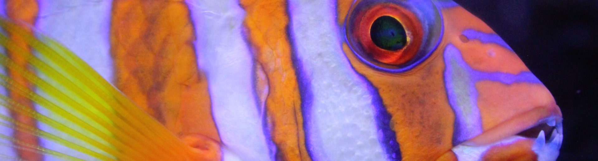 Understanding Aggressive Fish Hartz