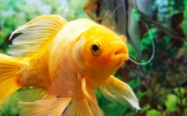 Beware of overfeeding your fish before going away on vacation