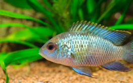 Ideally, the fish in your tank should have access to 8 hours of light