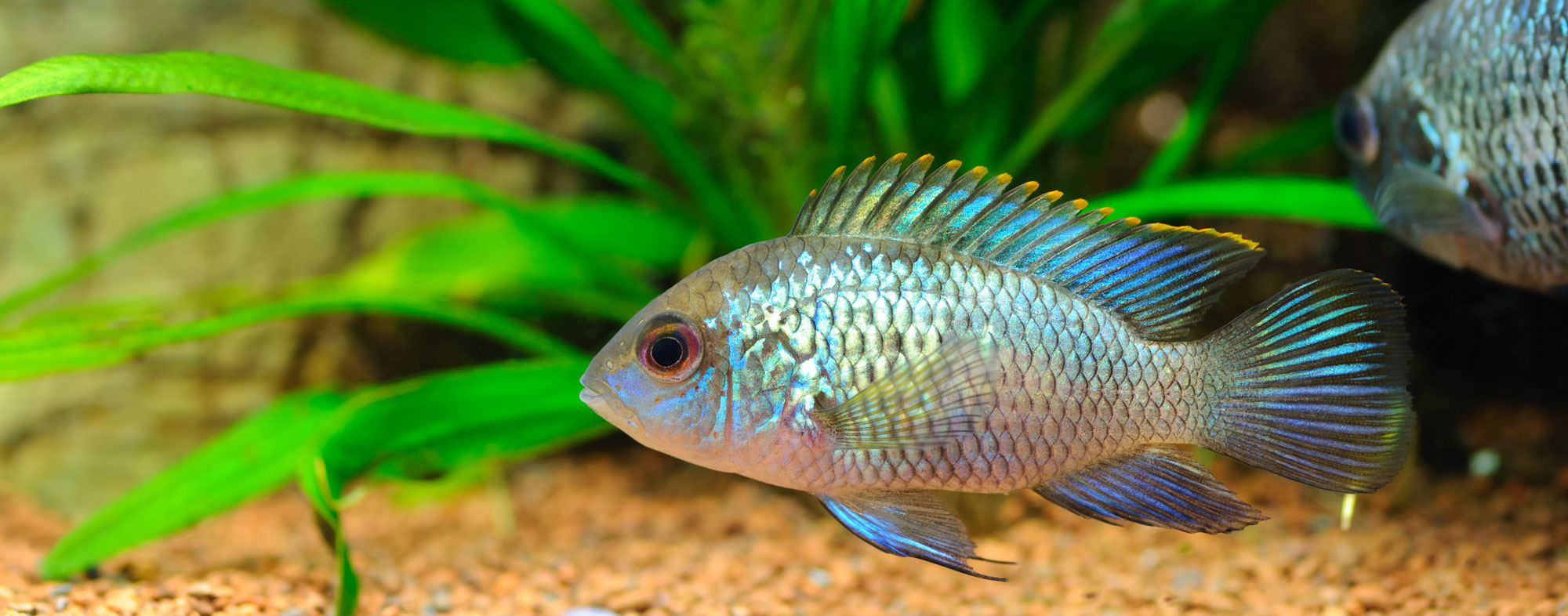 Ideally, the fish in your tank should have access to 8 hours of light