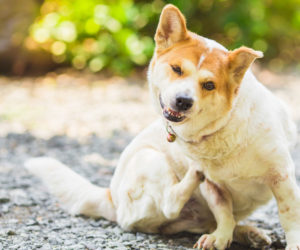 Dog outside scratching. Dog fleas can become a problem.