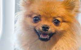 Your dog can indeed travel onboard a plane, if they're small enough