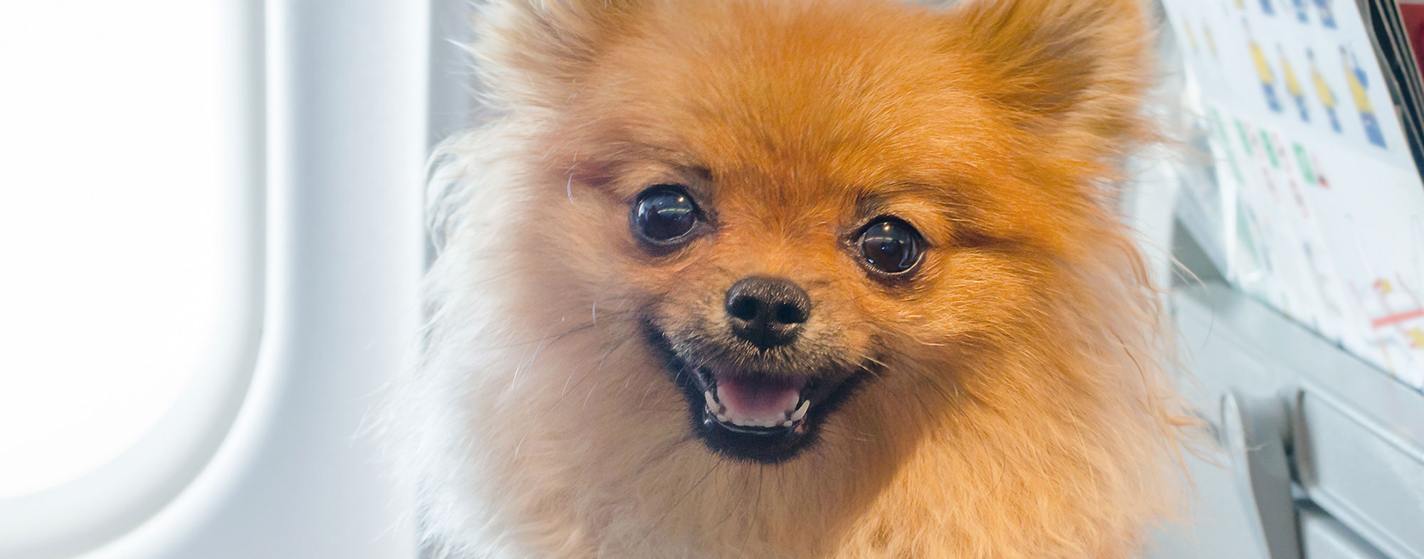 Your dog can indeed travel onboard a plane, if they're small enough