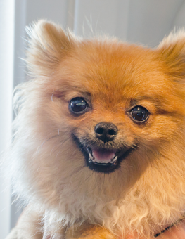 When traveling on a plane with your dog, choose the right flight