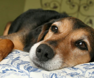 a mix breed dog lying on a cushion. Learn more about pet genetic testing.