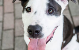Although they may not look mixed, your dog's genetics may be