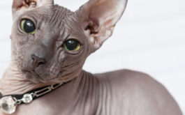 Adorn your bald cat with the most luxurious gemmed jewelry
