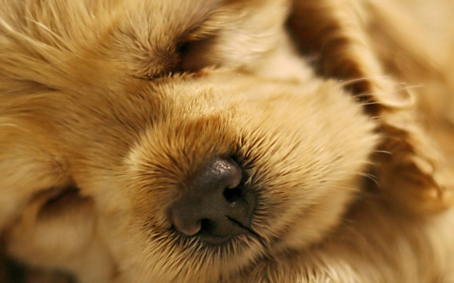 Image result for Puppy bone disorders