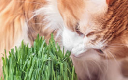 When cats detect catnip, they’re drawn to its oil nepetalactone