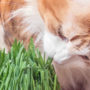When cats detect catnip, they’re drawn to its oil nepetalactone