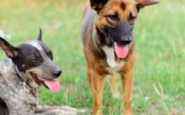 At an off leash dog park, your canines have a chance to socialize