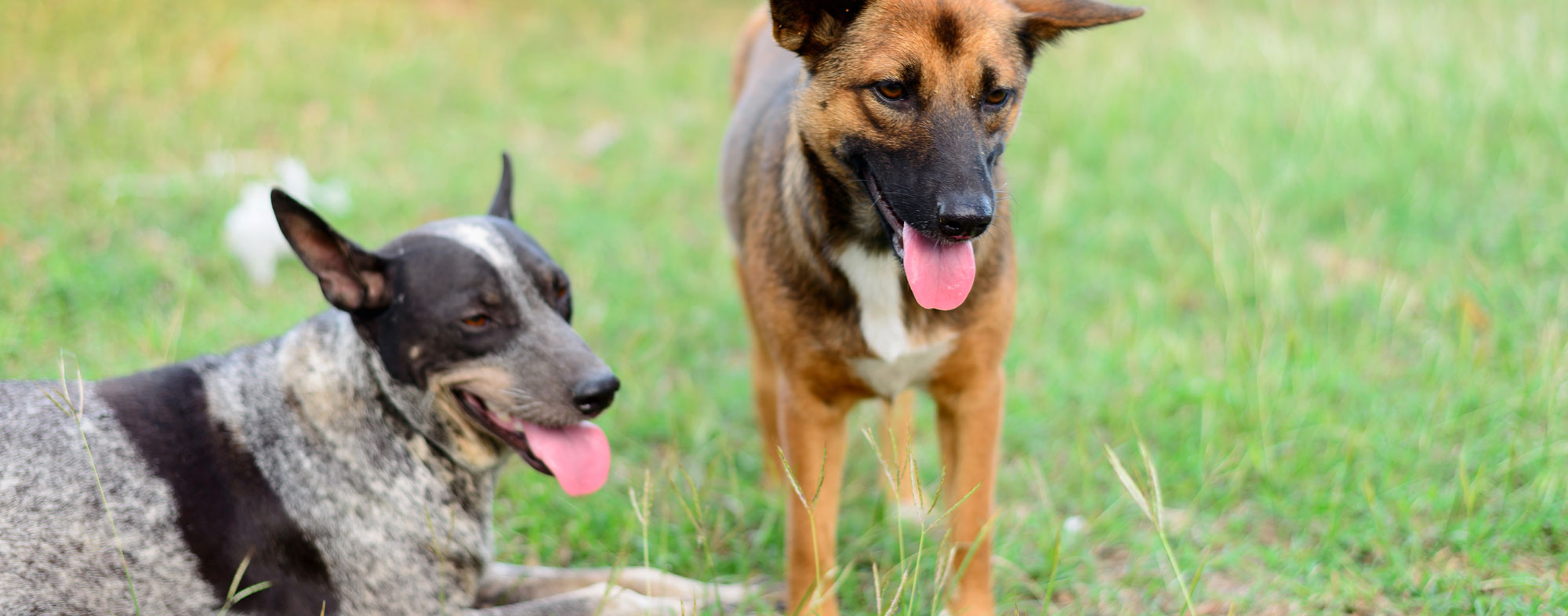 At an off leash dog park, your canines have a chance to socialize