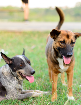 Your dogs can be more susceptible to diseases at an off leash park
