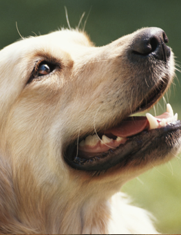 It's paramount to care for your canine's teeth to keep them shiny