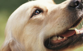 Caring for your canine's teeth will preserve them for their lifetime