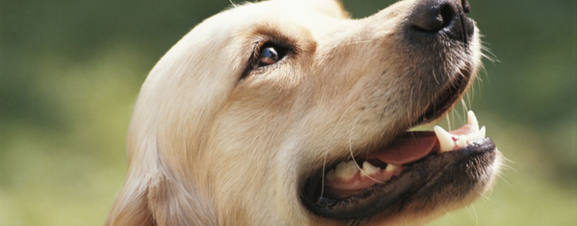 Caring for your canine's teeth will preserve them for their lifetime