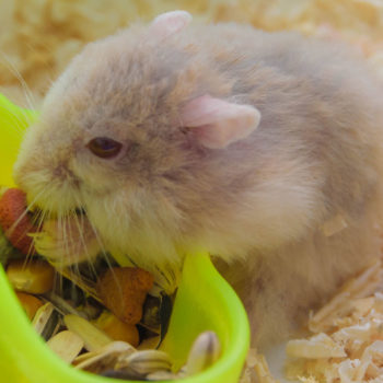 hartz corn cob bedding